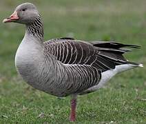 Greylag Goose