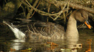 Taiga Bean Goose