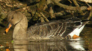 Taiga Bean Goose