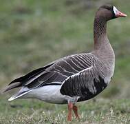 Greater White-fronted Goose