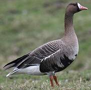 Greater White-fronted Goose