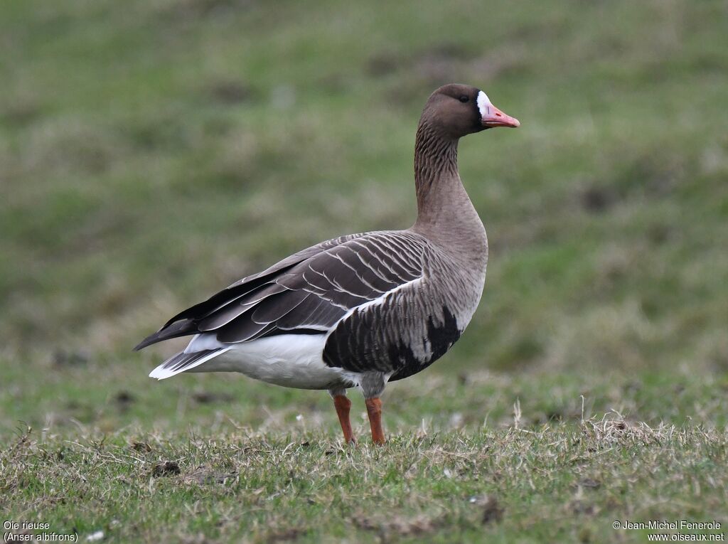 Greater White-fronted Goose