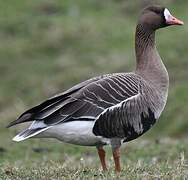 Greater White-fronted Goose