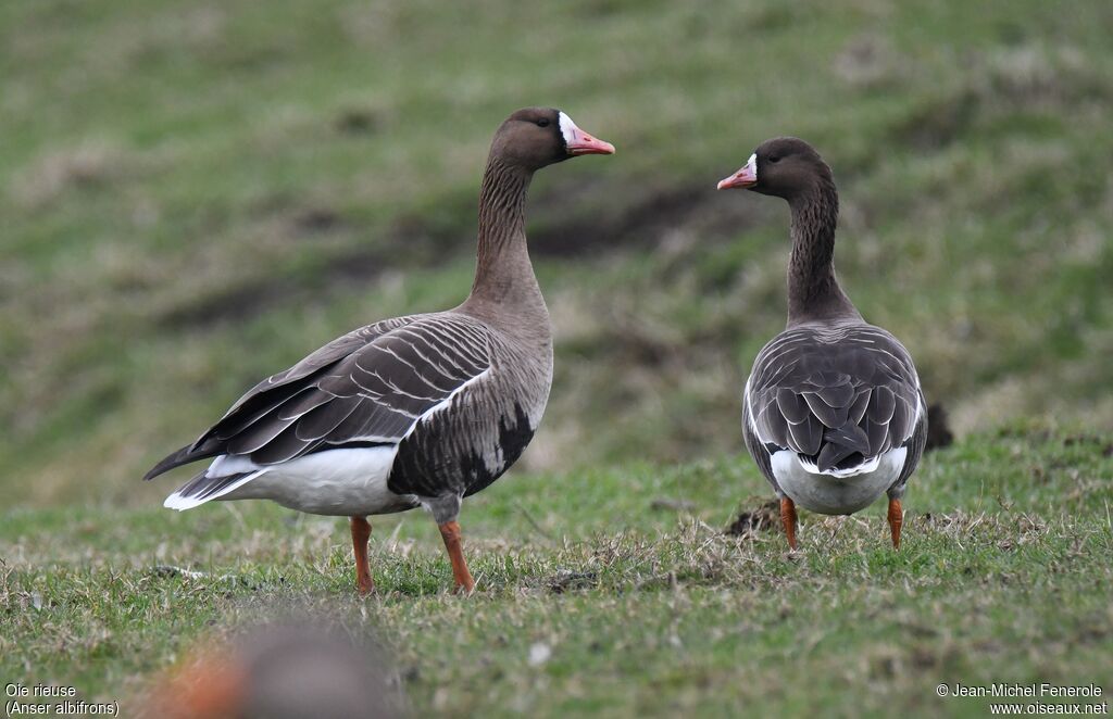 Greater White-fronted Goose