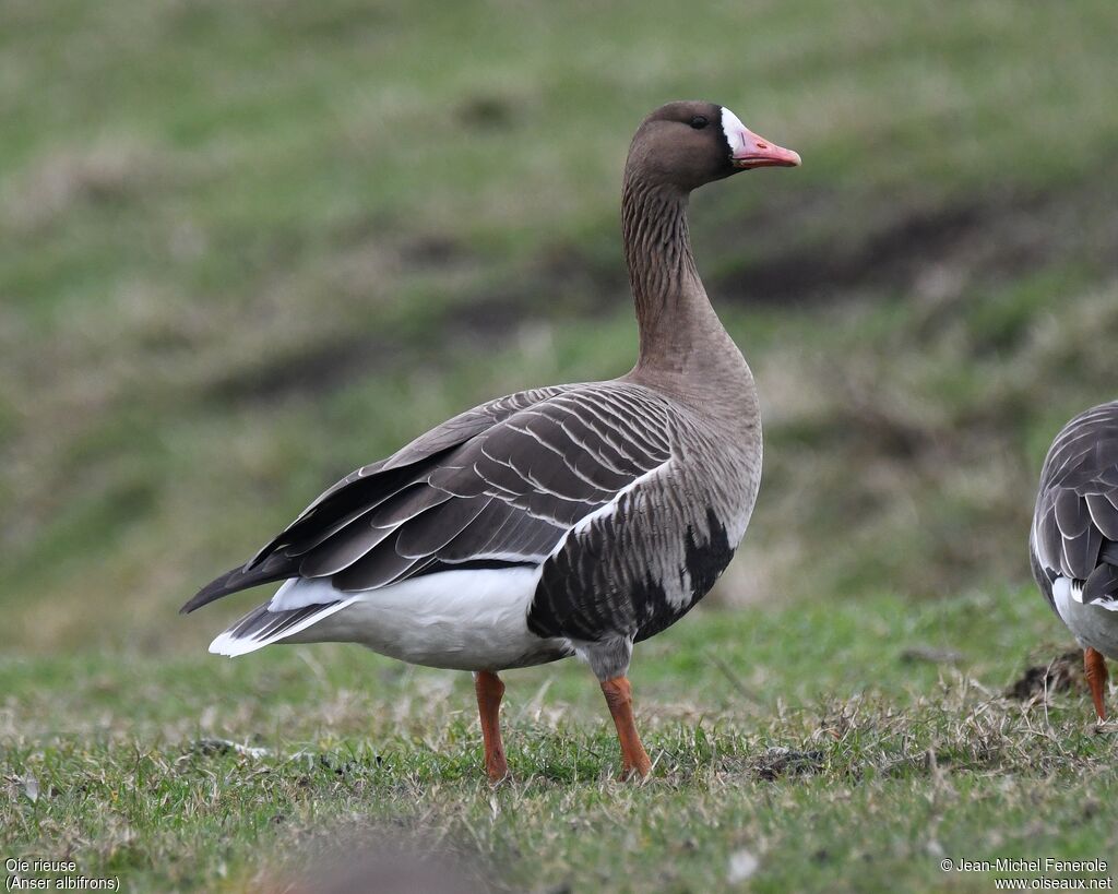 Greater White-fronted Goose