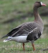 Greater White-fronted Goose