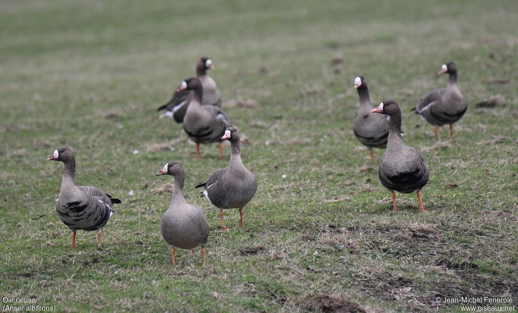 Greater White-fronted Goose