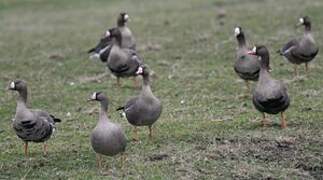 Greater White-fronted Goose