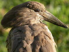 Hamerkop