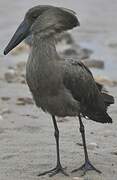 Hamerkop