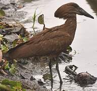 Hamerkop