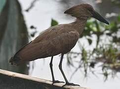 Hamerkop