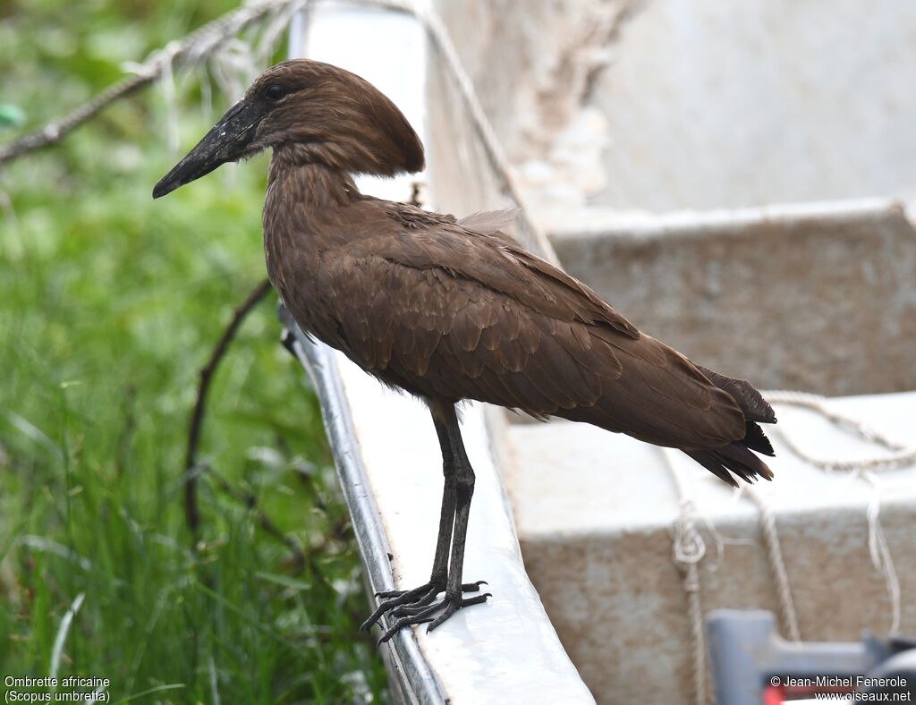 Hamerkop