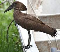 Hamerkop