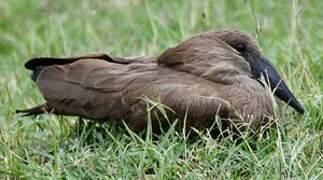 Hamerkop