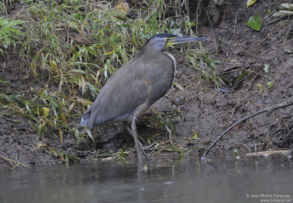 Bare-throated Tiger Heron