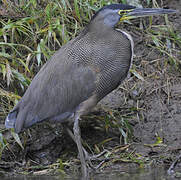 Bare-throated Tiger Heron