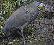 Bare-throated Tiger Heron