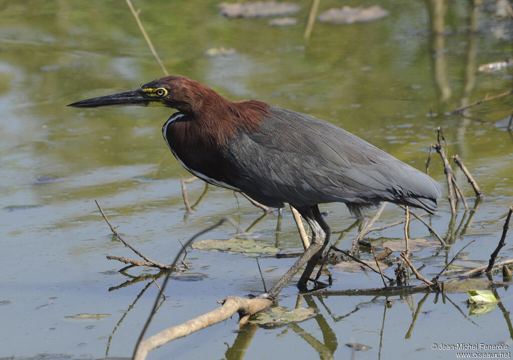 Rufescent Tiger Heron