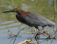 Rufescent Tiger Heron