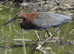 Rufescent Tiger Heron