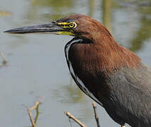 Rufescent Tiger Heron