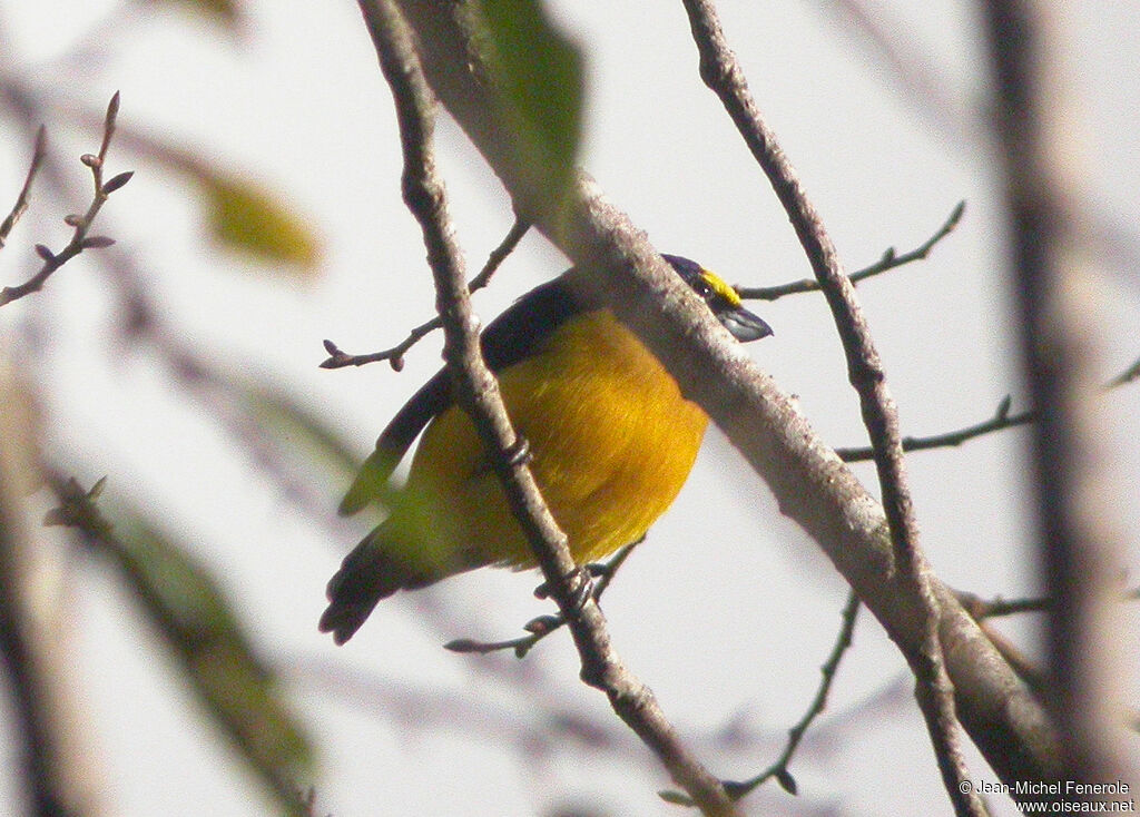 Thick-billed Euphonia