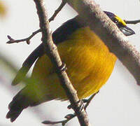 Thick-billed Euphonia