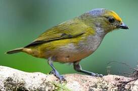 Orange-bellied Euphonia