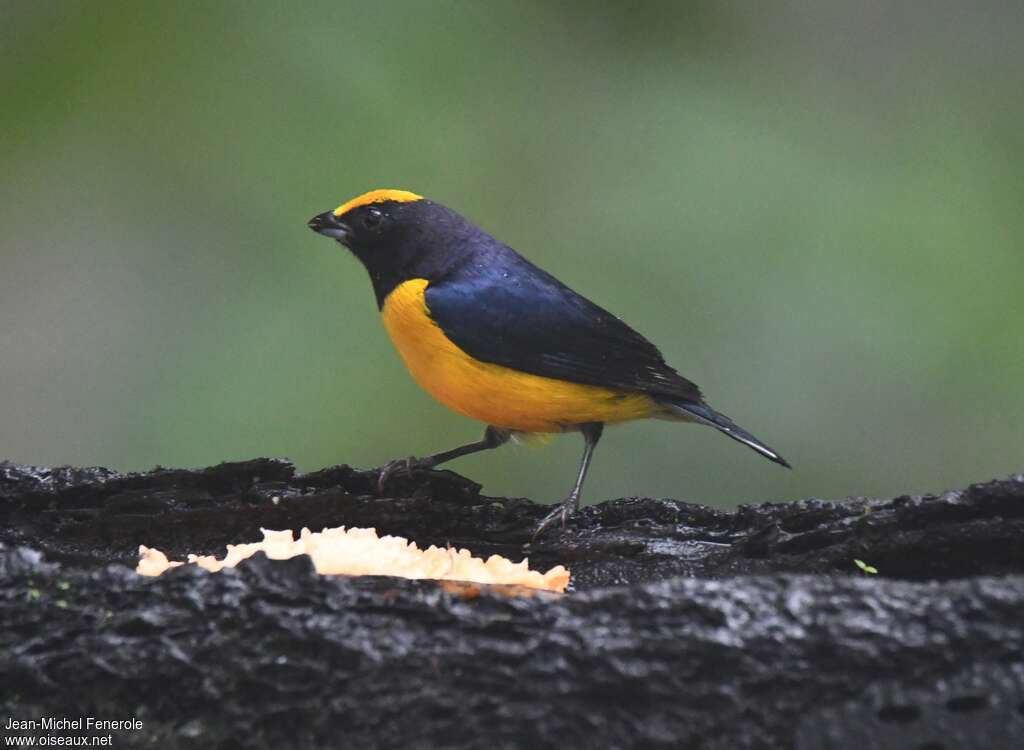 Orange-bellied Euphonia male adult, identification