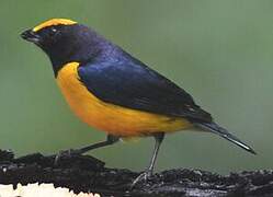 Orange-bellied Euphonia