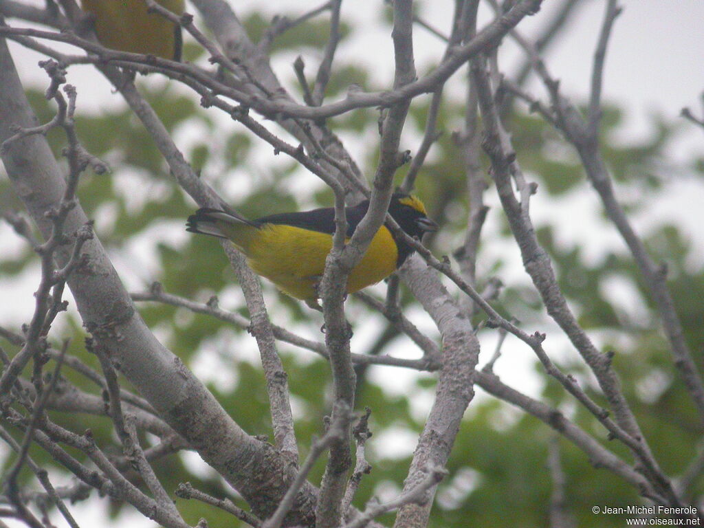 Scrub Euphonia