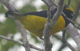 Scrub Euphonia