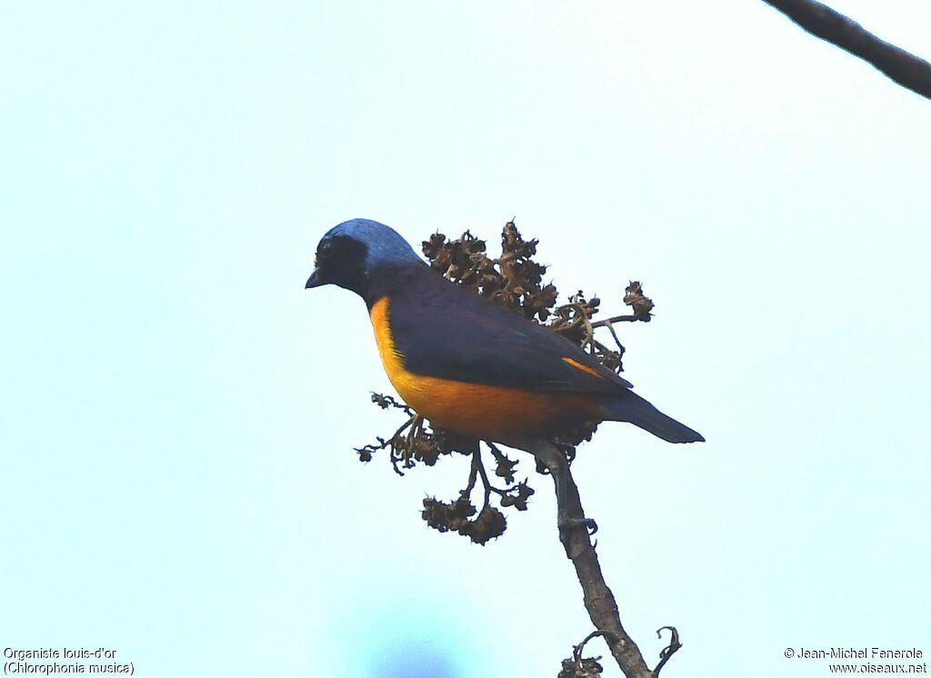 Hispaniolan Euphonia