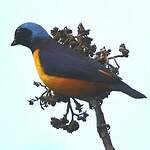 Organiste louis-d'or