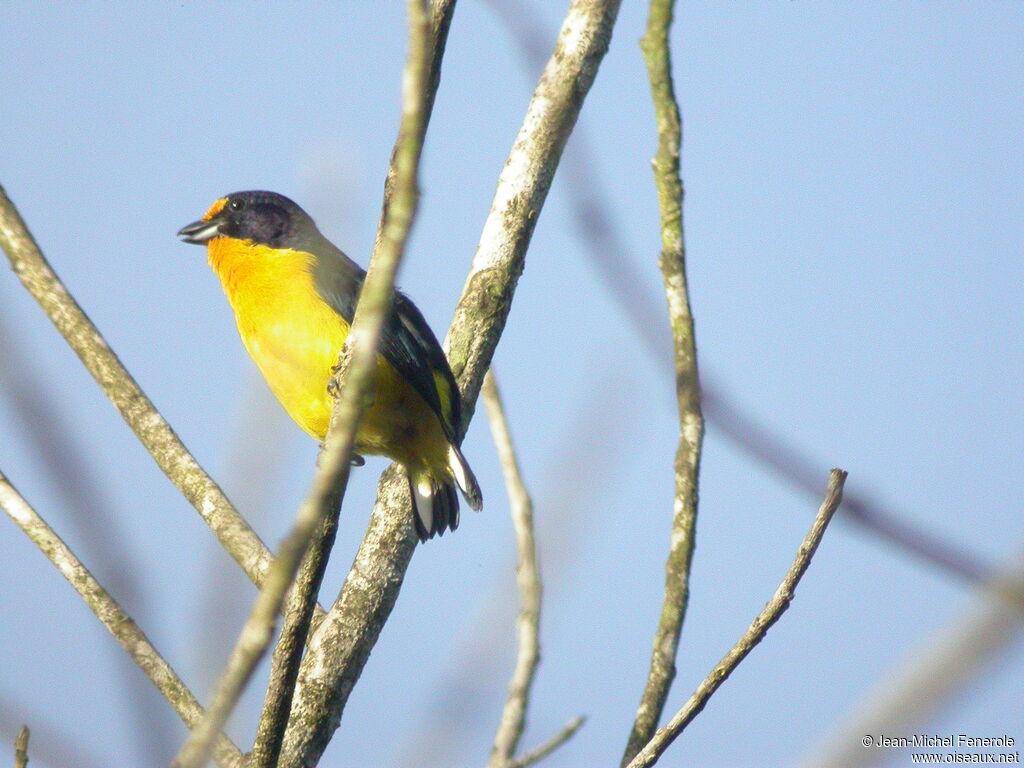 Violaceous Euphonia