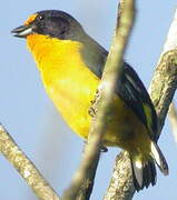 Violaceous Euphonia