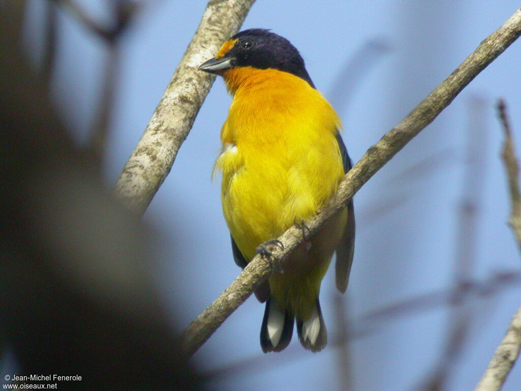 Violaceous Euphonia