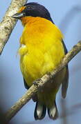 Violaceous Euphonia