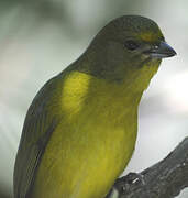 Violaceous Euphonia