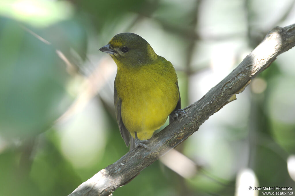 Violaceous Euphonia female adult