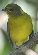 Violaceous Euphonia