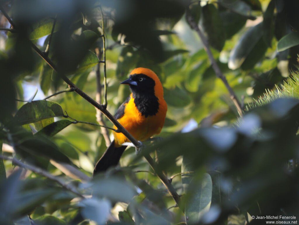 Oriole à dos orange