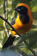 Oriole à dos orange