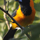 Oriole à dos orange