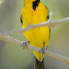 Oriole à dos rayé