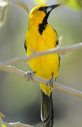 Oriole à dos rayé