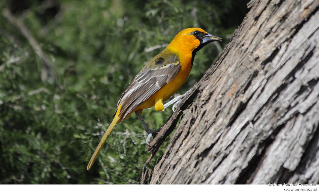 Altamira Oriole