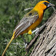 Oriole à gros bec