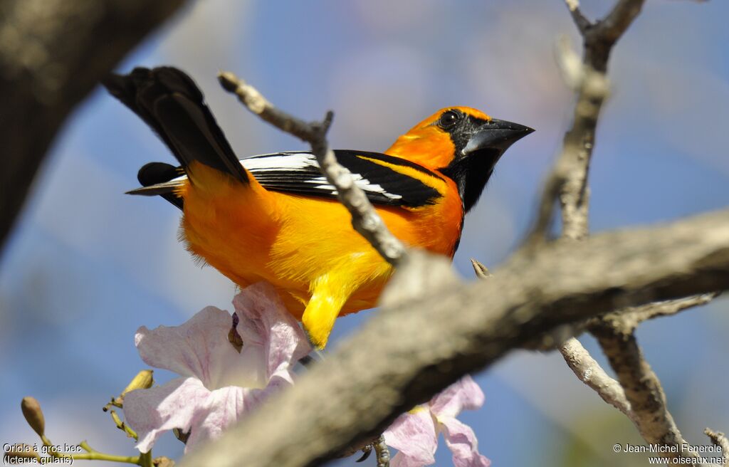 Oriole à gros bec